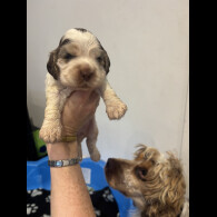 Cocker Spaniel (Working &amp; Show) - Both