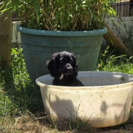 Cocker Spaniel (Working &amp; Show) - Both