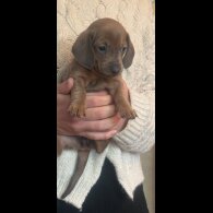 Dachshund (Standard &amp; Miniature) - Both