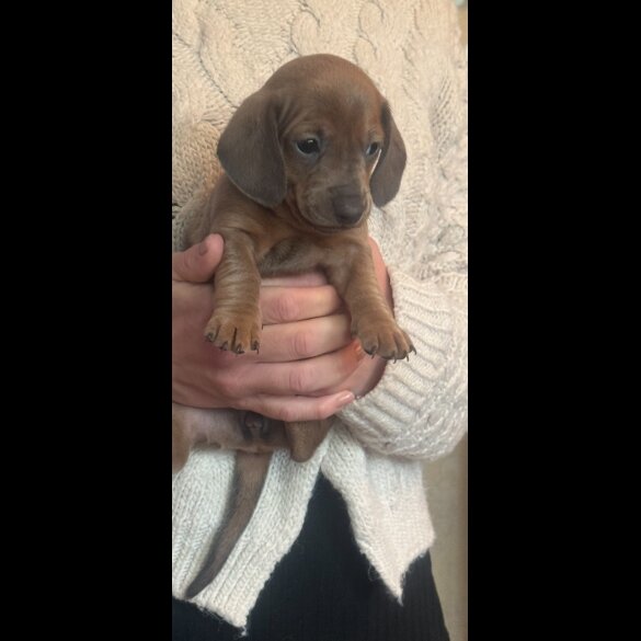 Dachshund (Standard &amp; Miniature) - Both