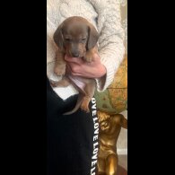 Dachshund (Standard &amp; Miniature) - Both