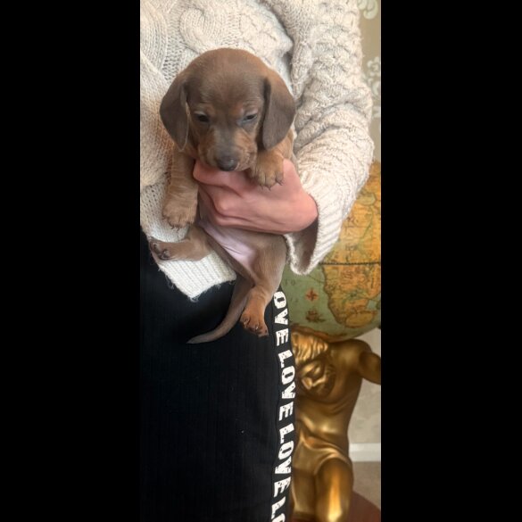 Dachshund (Standard &amp; Miniature) - Both