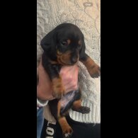 Dachshund (Standard &amp; Miniature) - Both