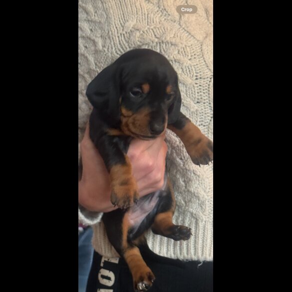 Dachshund (Standard &amp; Miniature) - Both