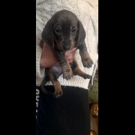 Dachshund (Standard &amp; Miniature) - Both