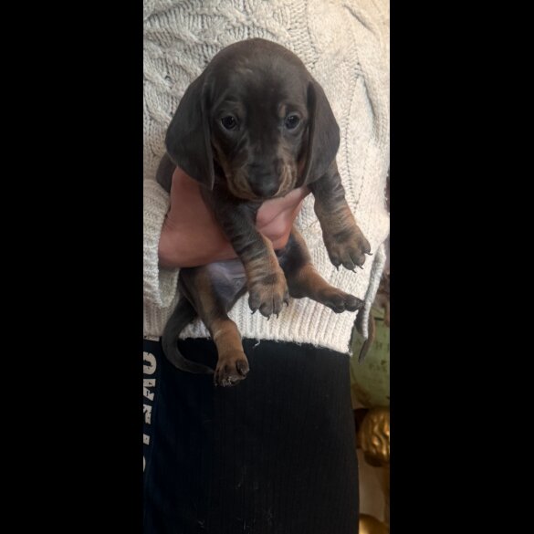 Dachshund (Standard &amp; Miniature) - Both