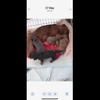 Dachshund (Standard &amp; Miniature) - Both
