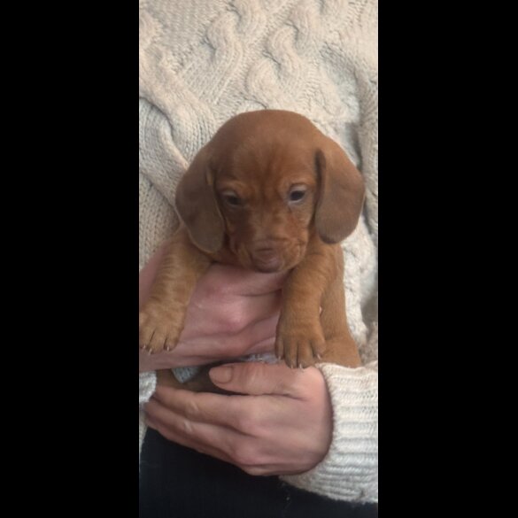 Dachshund (Standard &amp; Miniature) - Both