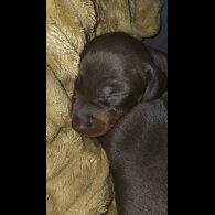 Dachshund (Standard &amp; Miniature) - Both