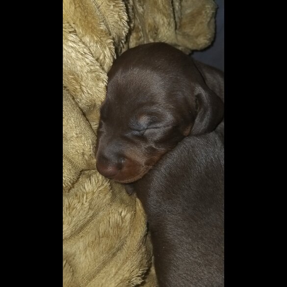 Dachshund (Standard &amp; Miniature) - Both
