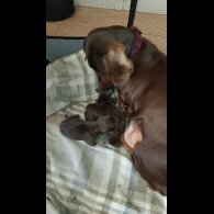 Dachshund (Standard &amp; Miniature) - Both