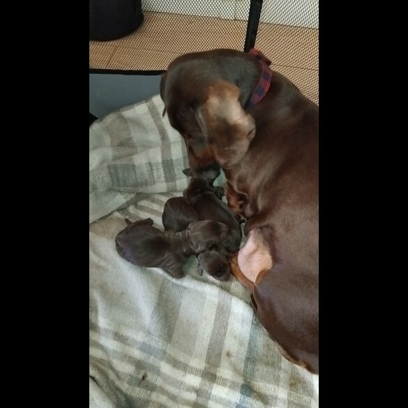 Dachshund (Standard &amp; Miniature) - Both