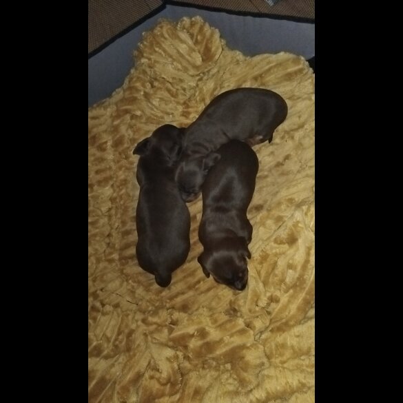 Dachshund (Standard &amp; Miniature) - Both