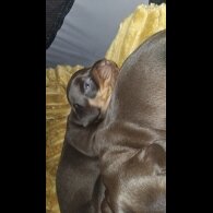 Dachshund (Standard &amp; Miniature) - Both