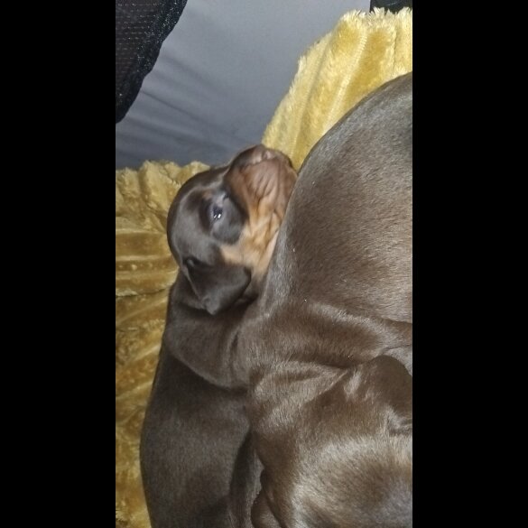 Dachshund (Standard &amp; Miniature) - Both