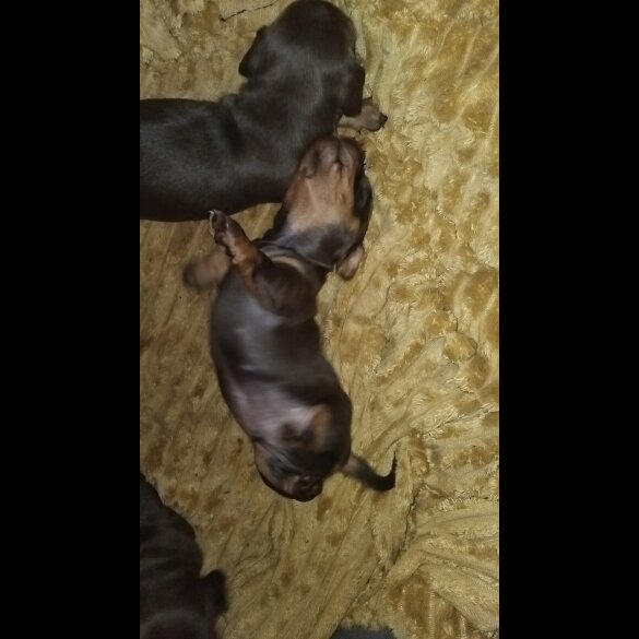 Dachshund (Standard &amp; Miniature) - Both