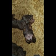 Dachshund (Standard &amp; Miniature) - Both