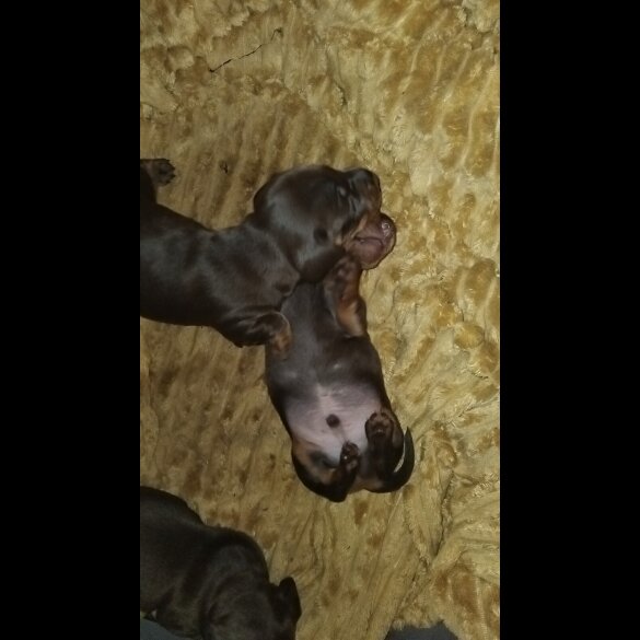 Dachshund (Standard &amp; Miniature) - Both