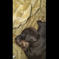Dachshund (Standard &amp; Miniature) - Both
