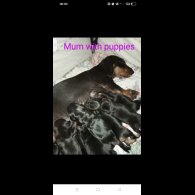 Dachshund (Standard &amp; Miniature) - Both
