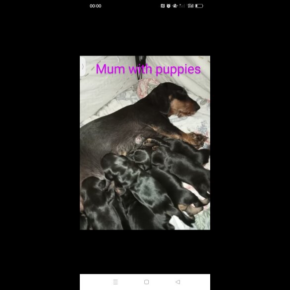 Dachshund (Standard &amp; Miniature) - Both