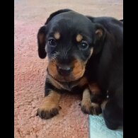 Dachshund (Standard &amp; Miniature) - Both