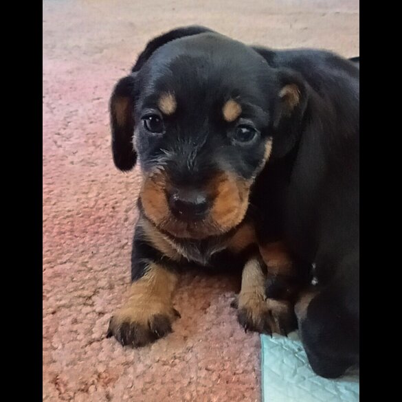 Dachshund (Standard &amp; Miniature) - Both