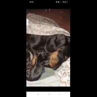 Dachshund (Standard &amp; Miniature) - Both