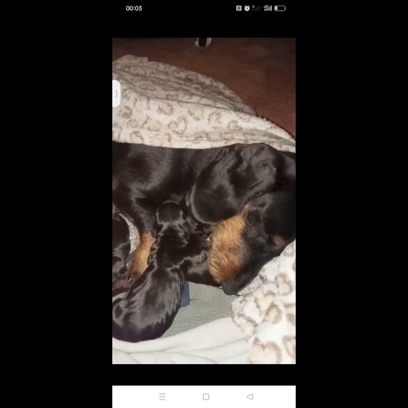 Dachshund (Standard &amp; Miniature) - Both
