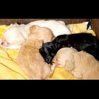 Dachshund (Standard &amp; Miniature)