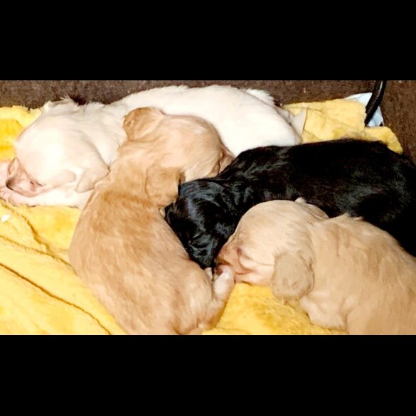 Dachshund (Standard &amp; Miniature)