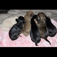 Dachshund (Standard &amp; Miniature)