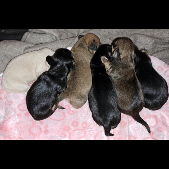 Dachshund (Standard &amp; Miniature)