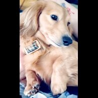 Dachshund (Standard &amp; Miniature)