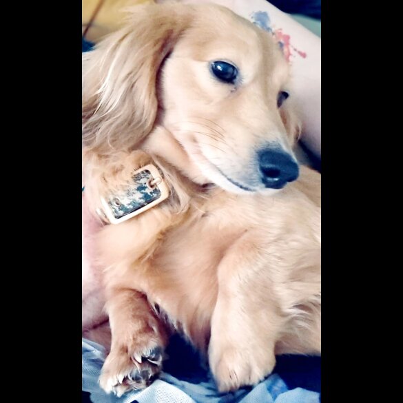 Dachshund (Standard &amp; Miniature)
