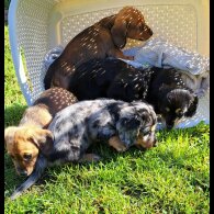 Dachshund (Standard &amp; Miniature)