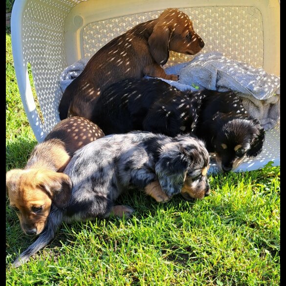 Dachshund (Standard &amp; Miniature)