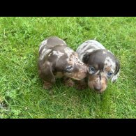 Dachshund (Smooth Haired) - Both