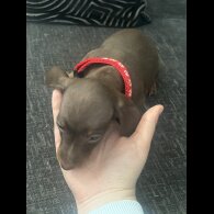 Dachshund (Smooth Haired) - Both