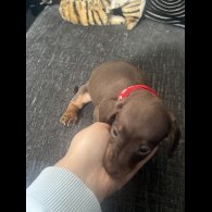 Dachshund (Smooth Haired) - Both