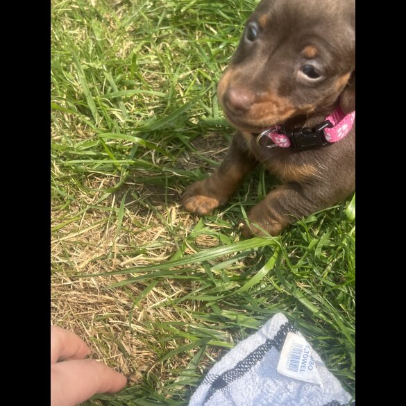 Dachshund (Smooth Haired) - Both