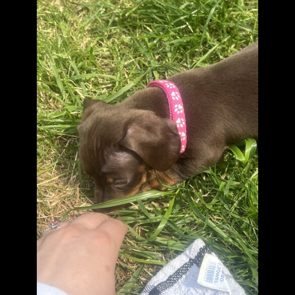 Dachshund (Smooth Haired) - Both