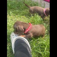 Dachshund (Smooth Haired) - Both