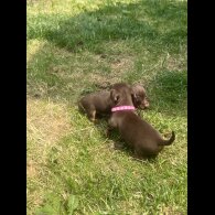 Dachshund (Smooth Haired) - Both