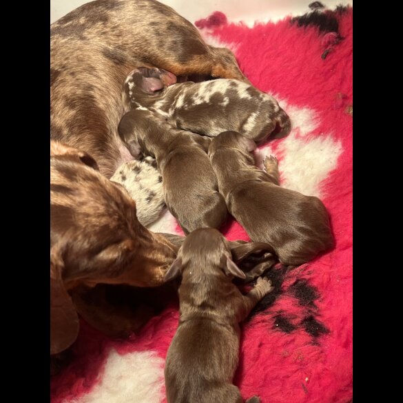 Dachshund (Smooth Haired) - Both