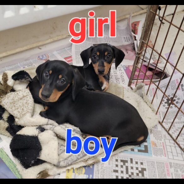 Dachshund (Standard &amp; Miniature) - Both