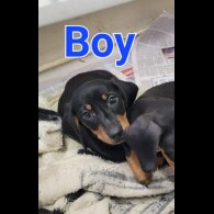 Dachshund (Standard &amp; Miniature) - Both