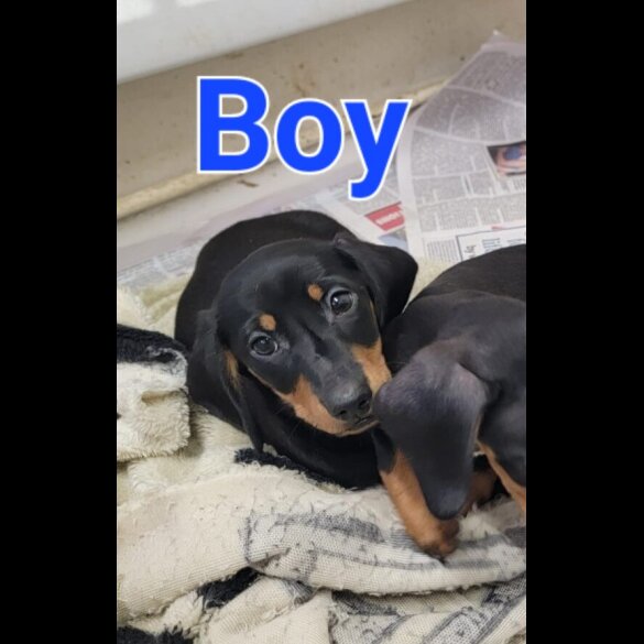 Dachshund (Standard &amp; Miniature) - Both