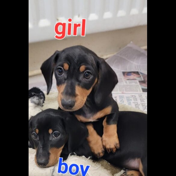 Dachshund (Standard &amp; Miniature) - Both