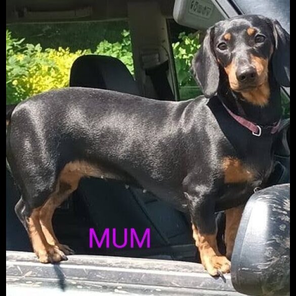 Dachshund (Standard &amp; Miniature) - Both